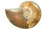 Red Flash Ammonite Fossil - Madagascar #187248-1